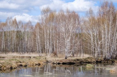 Güzel huş ağaçları Yapraksız İlkbaharın başlarında bir bataklıkta