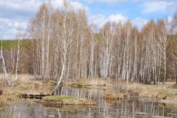 Güzel huş ağaçları Yapraksız İlkbaharın başlarında bir bataklıkta
