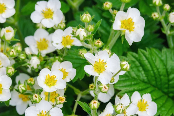 Beautiful Blooming Wild Strawberry Flowers Green Leave — Stock Photo, Image
