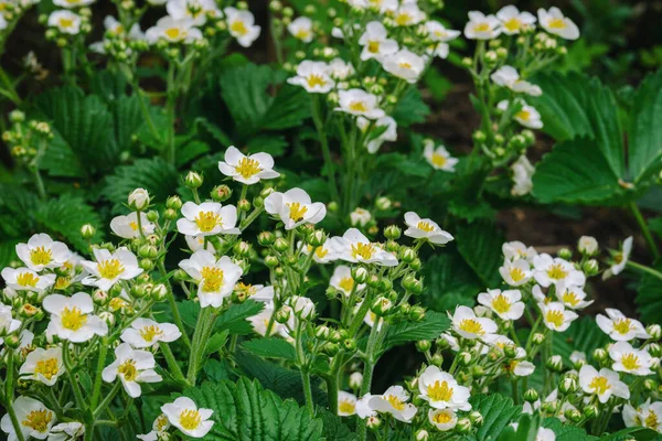 Beautiful Blooming Wild Strawberry Flowers Green Leaves — Stock Photo, Image