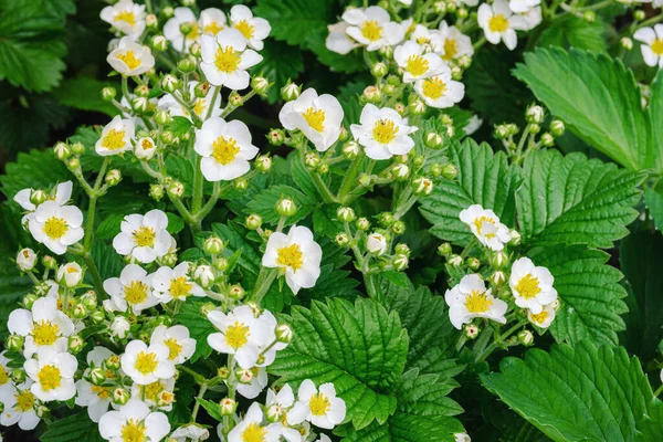 Beautiful Blooming Wild Strawberry Flowers Green Leave — Stock Photo, Image