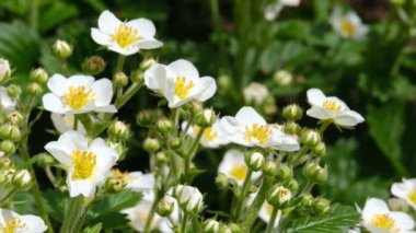 Yabani çilek çiçekleri ve yeşil yapraklar