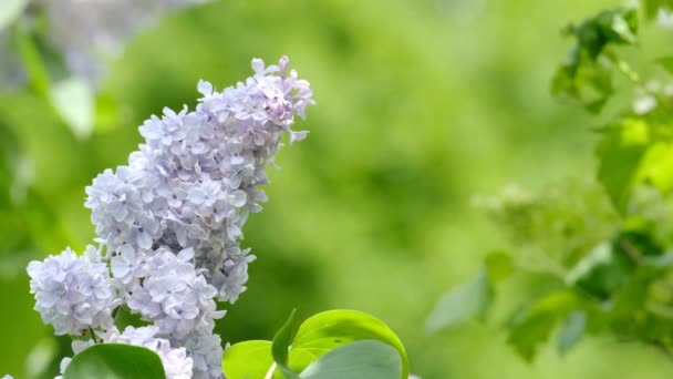 Rama de florecimiento lila — Vídeos de Stock