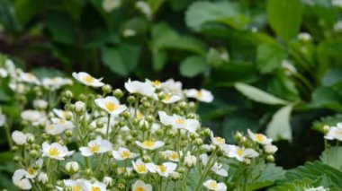 Yabani çilek çiçekleri ve yeşil yapraklar