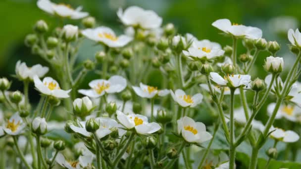 Fleurs de fraises sauvages en fleurs et feuilles vertes — Video