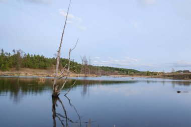Büyük bir nehir ve diğer taraftaki orman.
