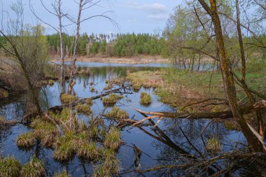 Nehrin kıyısındaki uzun ağaç Bulutlu bir bahar gününde