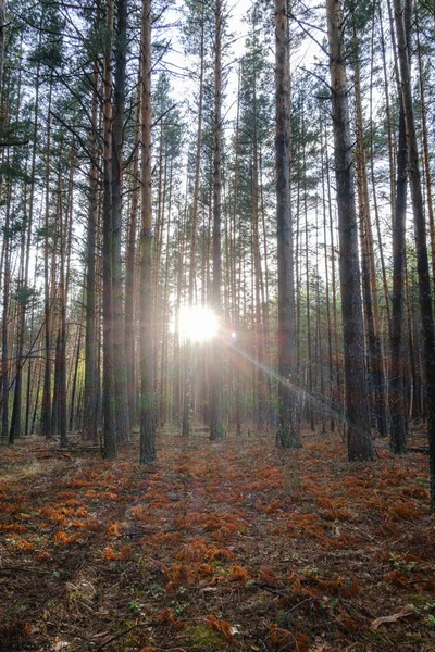 Красивый Чистый Хвойный Лес Солнце Весной — стоковое фото
