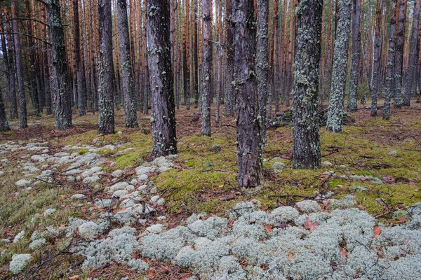 Hermoso Bosque Limpio Coníferas Con Musgo Primavera — Foto de Stock