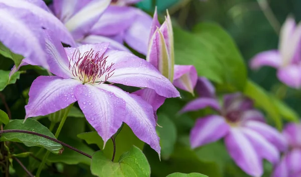 Bela Flor Clematis Florescendo Com Gotas Folhas Verdes — Fotografia de Stock