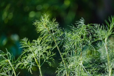 Bulanık yeşil arka planda dereotunun güzel yeşil dalları