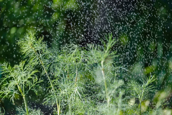 Watering Beautiful Green Dill Branches Blurred Green Background — Photo