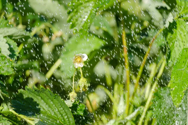 Piękne Kwitnące Kwiaty Truskawek Zielone Liście Deszczu — Zdjęcie stockowe