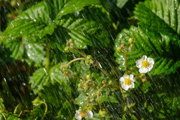 Beautiful Blooming Wild Strawberry Flowers Green Leaves Rain — Photo