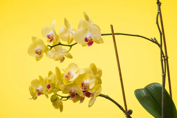 Mooie Bloeiende Gele Orchidee Een Gele Achtergrond — Stockfoto