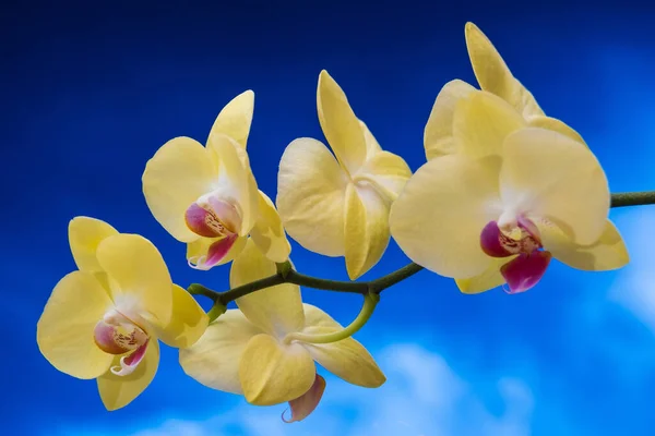 Mooie Bloeiende Gele Orchidee Tegen Blauwe Lucht — Stockfoto