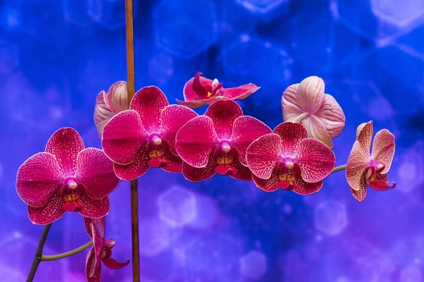 Красива Квітуча Фіолетова Орхідея Синьому Фоні Боке — стокове фото