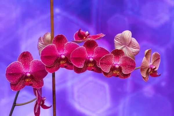 Красива Квітуча Фіолетова Орхідея Фіолетовому Фоні Боке — стокове фото
