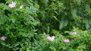 Yağmur yağarken yeşil bir çalılıkta açan güller.