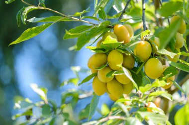 Güzel sarı erikler bir ağaç dalında