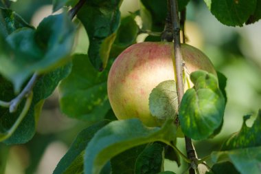 Ağaç dalında güzel olgun bir elma. Yaklaş.