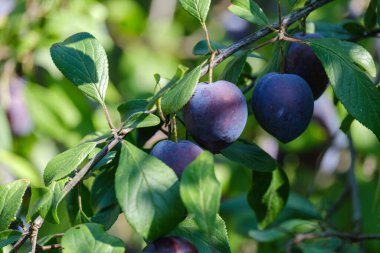 Ağaç dalında olgun erikler