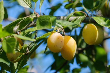Güzel sarı erikler bir ağaç dalında