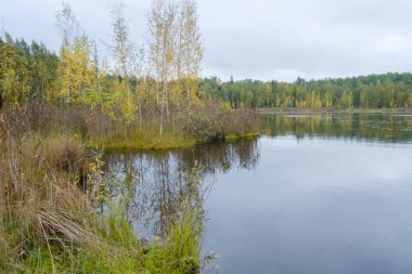 Sonbaharda gölde güzel sarı huş ağaçları