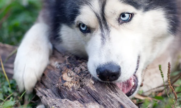 Hund kaut ein Stück Holz — Stockfoto