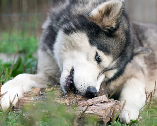 dog chews a piece of wood