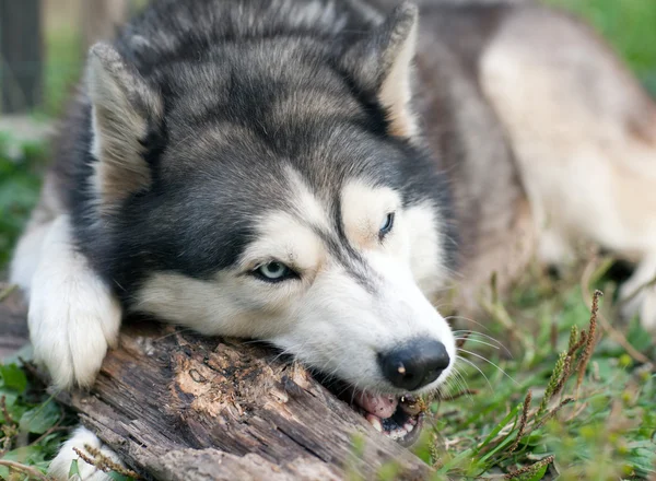 Hund kaut ein Stück Holz — Stockfoto