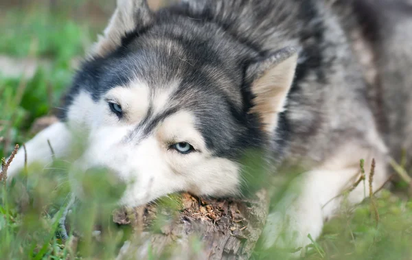 Σκύλος chews ένα κομμάτι ξύλου — Φωτογραφία Αρχείου