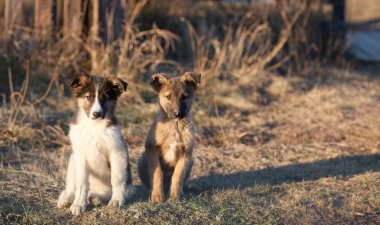 iki küçük köpek yavrusu