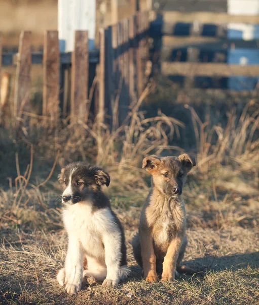 Twee kleine pup — Stockfoto