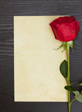 Rose ve kağıt