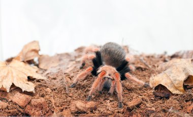 Brachypelma boehmei