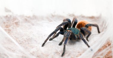 Chromatopelma cyaneopubescens
