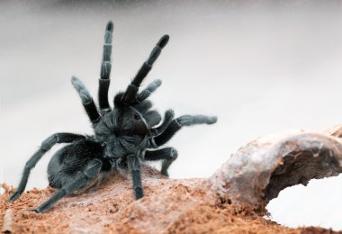 Grammostola pulchra