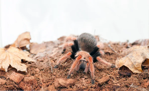 Brachypelma boehmei — Foto de Stock