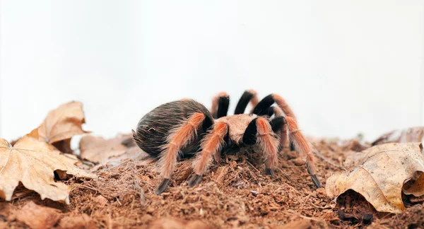 Brachypelma boehmei — Foto de Stock