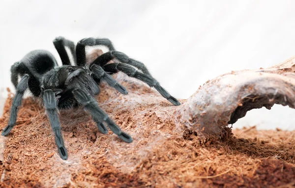 Grammostola pulchra — Stock fotografie