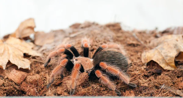 Brachypelma boehmei — Stock fotografie