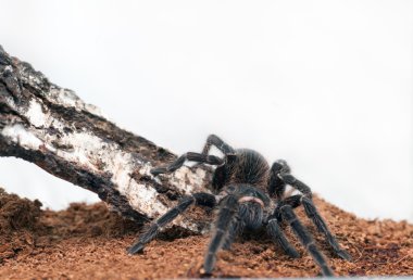 Lasiodora parahybana