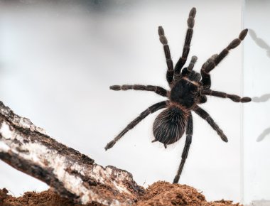 Lasiodora parahybana