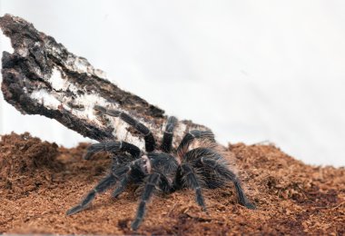 Lasiodora parahybana clipart