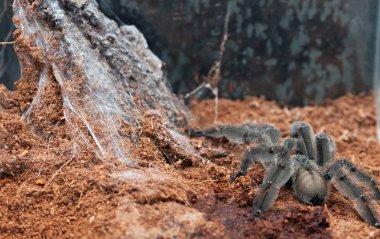 Psalmopoeus irminia