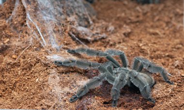 Psalmopoeus irminia