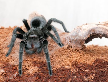 Grammostola pulchra