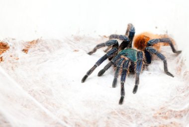 Chromatopelma cyaneopubescens