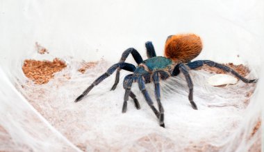 Chromatopelma cyaneopubescens
